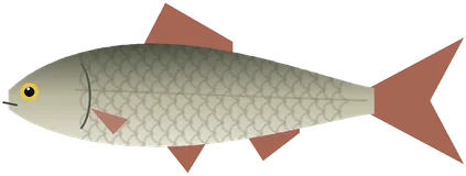 Голавль