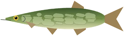 Щука